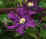 Clematis × jackmanii. Цветок и бутон (слева). Московская обл., Раменский р-н, окр. дер. Хрипань, садовый участок. 03.07.2014.
