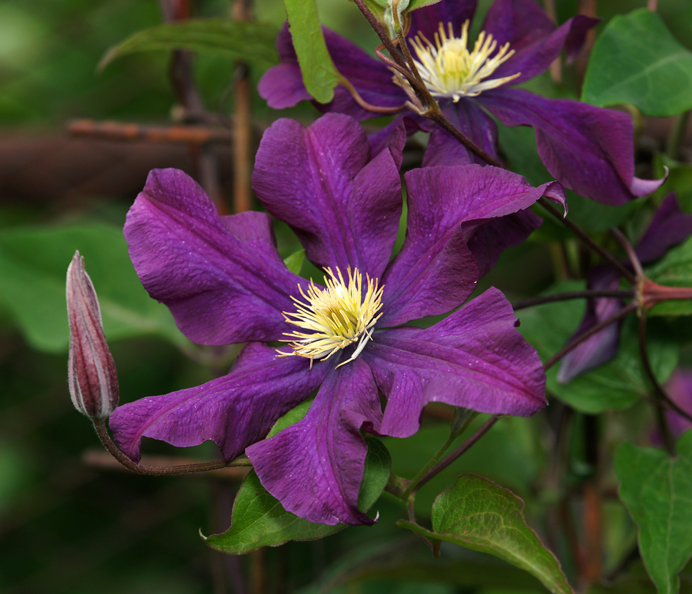 Image of Clematis &times; jackmanii specimen.