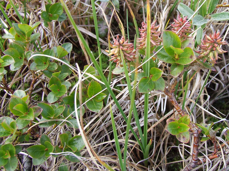 Изображение особи Salix myrsinites.