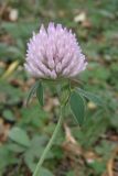 Trifolium pratense. Соцветие. Ю-З. Крым, окр. с. Гончарное. 23 августа 2009 г.