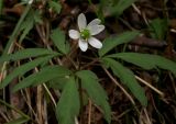 Anemone debilis