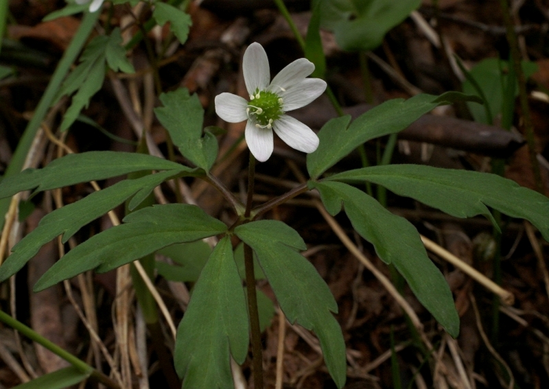 Image of Anemone debilis specimen.