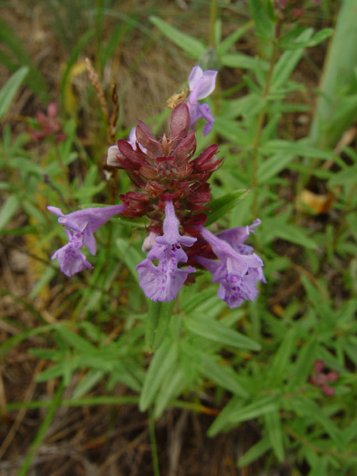 Изображение особи Dracocephalum integrifolium.