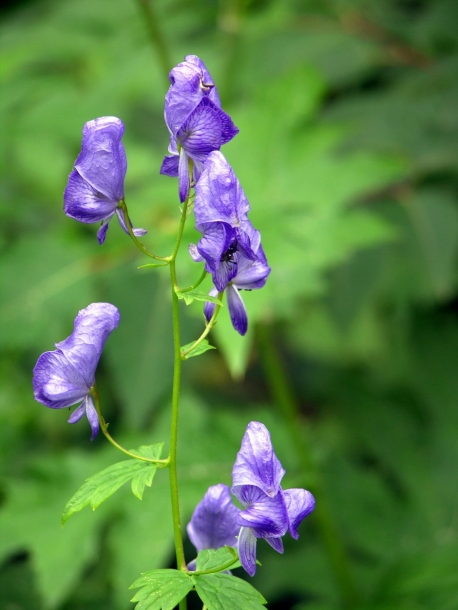 Изображение особи Aconitum fischeri.