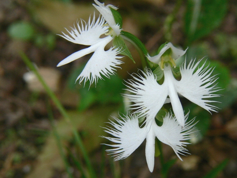 Изображение особи Habenaria radiata.