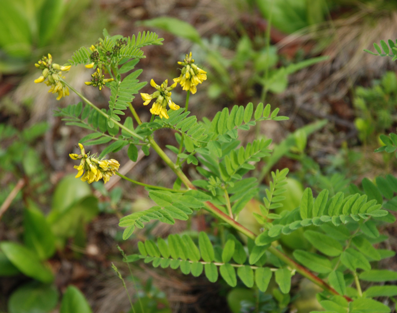 Изображение особи Astragalus propinquus.