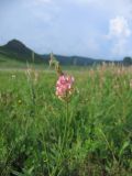 Onobrychis sibirica