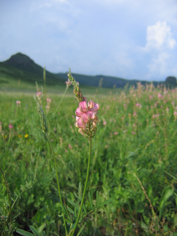 Изображение особи Onobrychis sibirica.