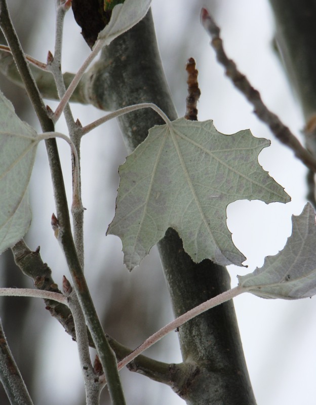 Изображение особи Populus alba.