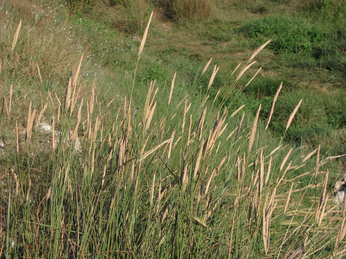 Изображение особи Elytrigia atherica.