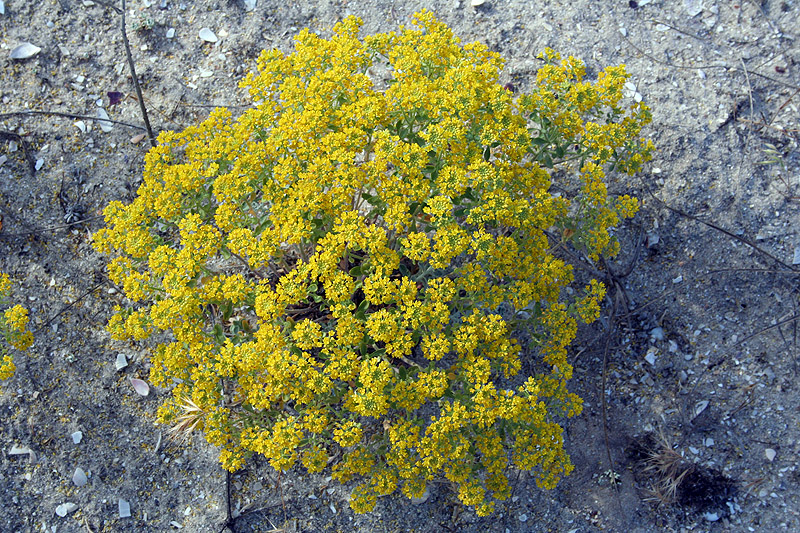 Image of Odontarrhena borzaeana specimen.