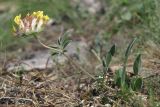 Anthyllis taurica