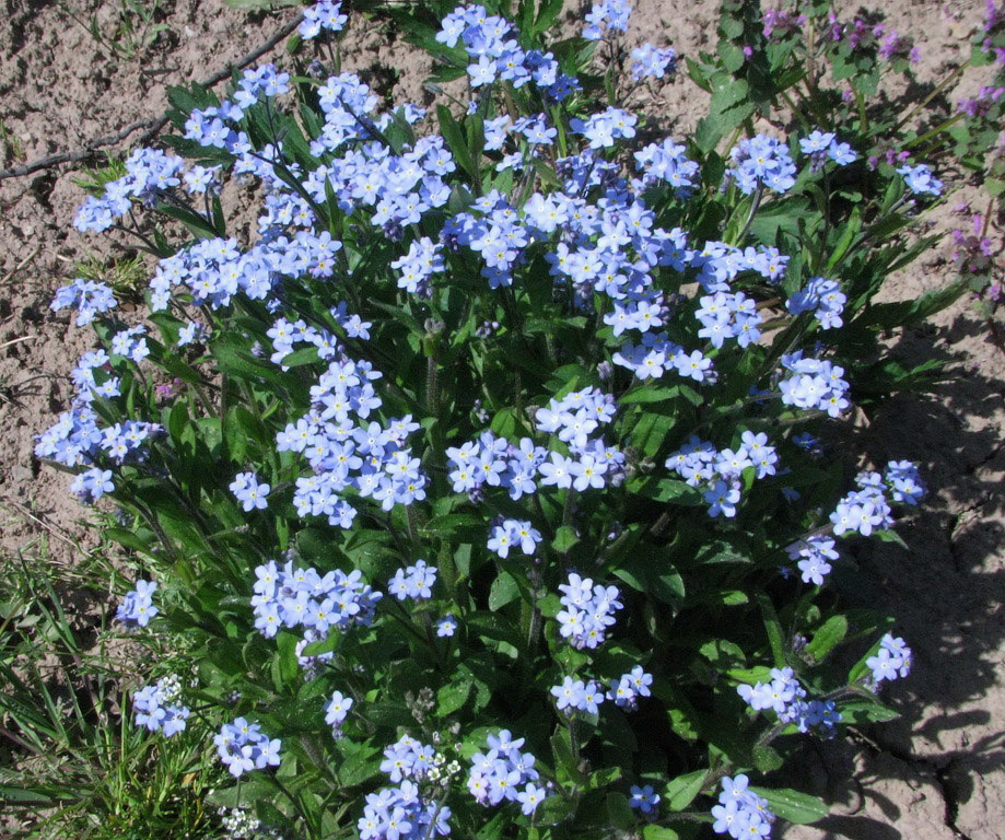 Image of Myosotis sylvatica specimen.