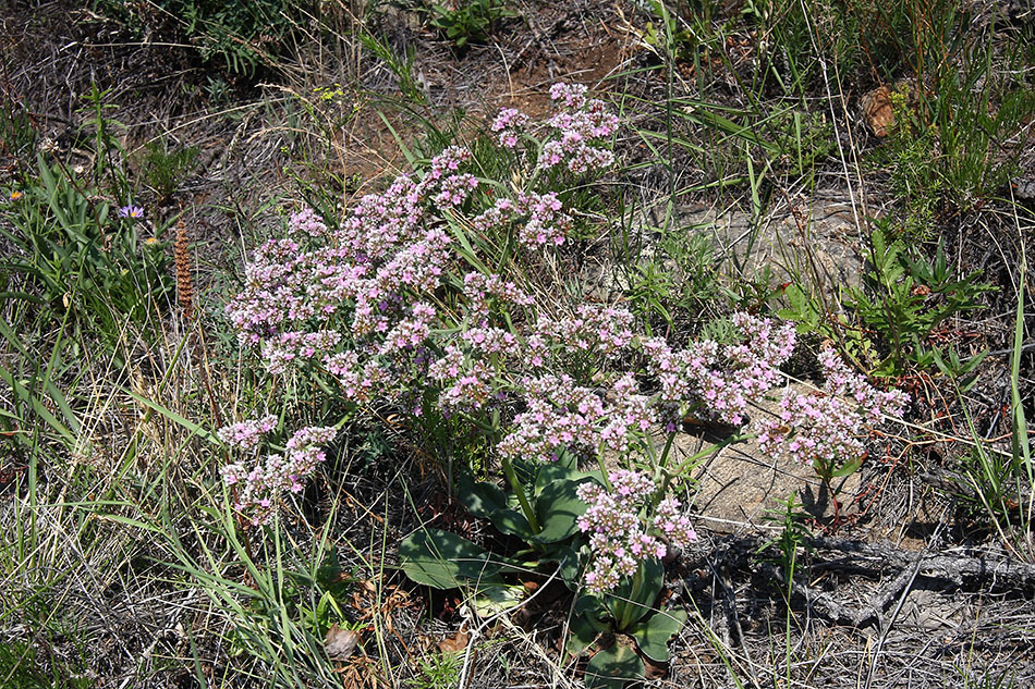 Изображение особи Goniolimon speciosum.