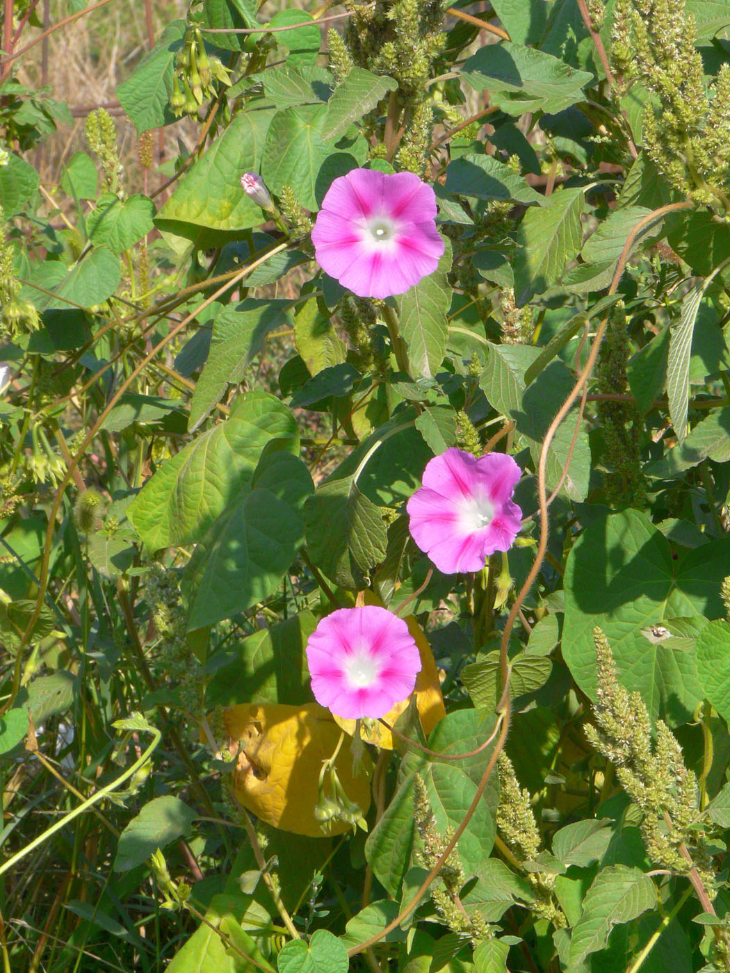 Изображение особи Ipomoea purpurea.