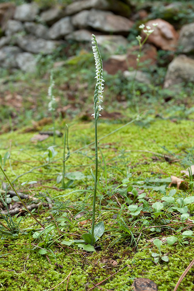 Изображение особи Spiranthes spiralis.