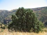 Juniperus seravschanica