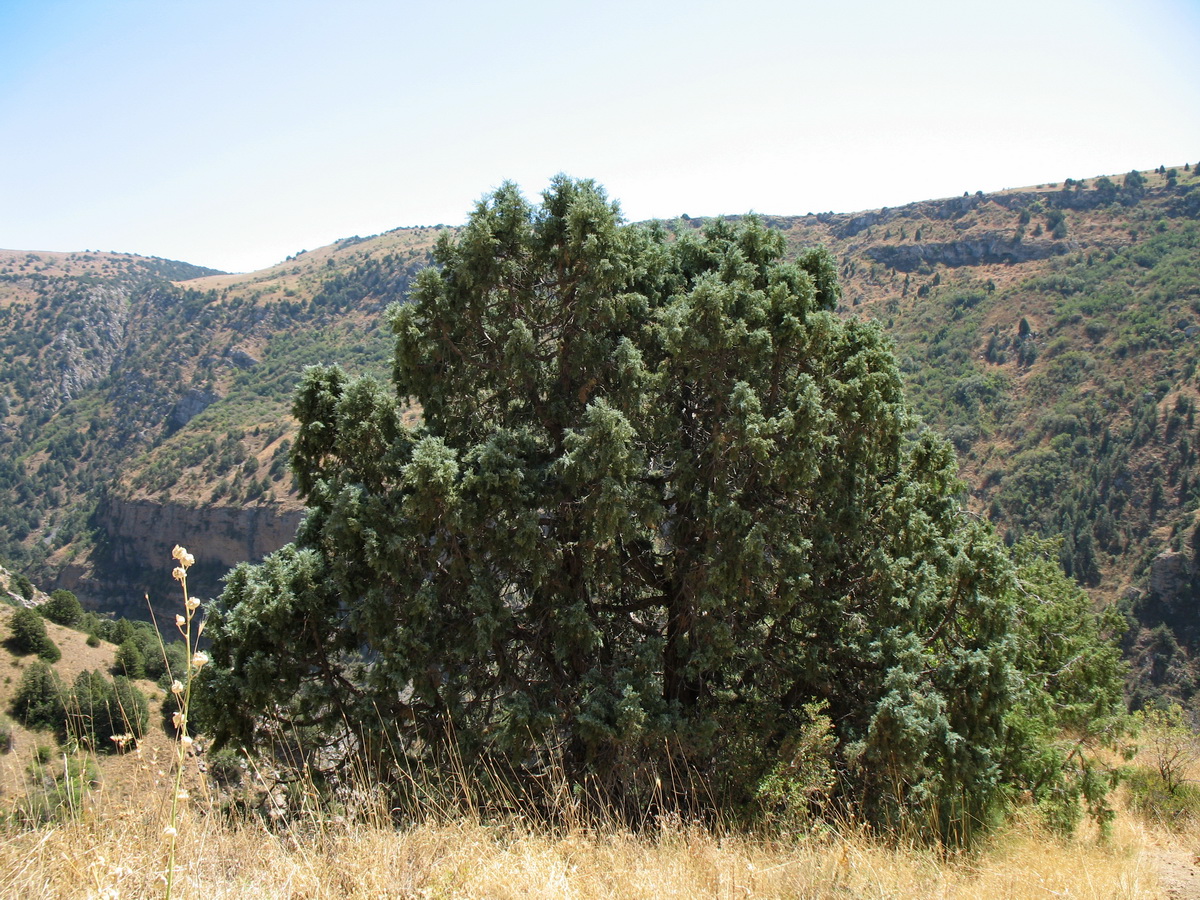 Изображение особи Juniperus seravschanica.