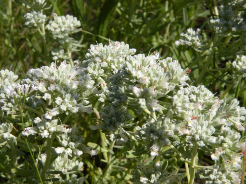 Изображение особи Teucrium capitatum.