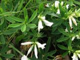 Trifolium lupinaster