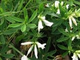 Trifolium variety albiflorum