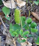 Canavalia maritima. Часть побега с незрелым плодом. Андаманские острова, остров Смит, песчаный пляж. 09.01.2015.