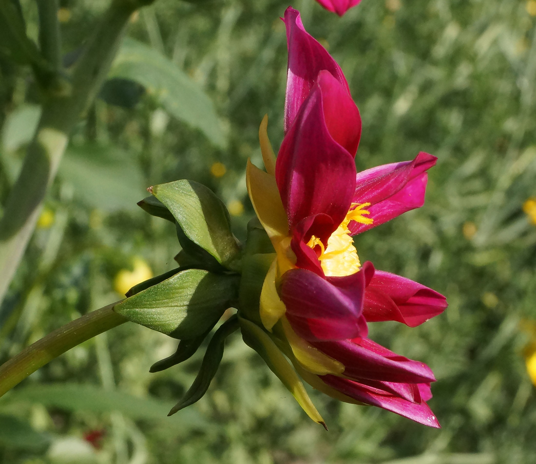 Image of Dahlia pinnata specimen.