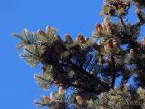 Abies concolor