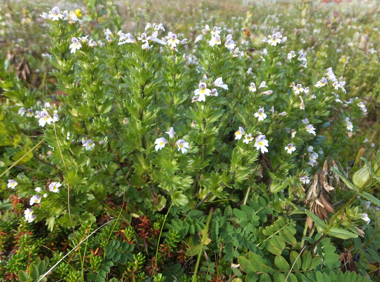 Изображение особи Euphrasia brevipila.