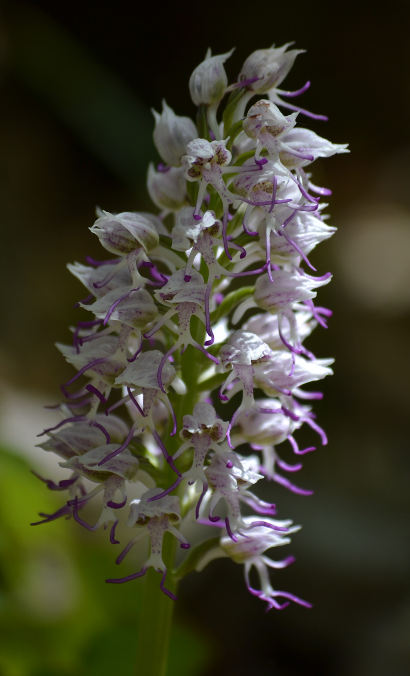 Image of Orchis simia specimen.