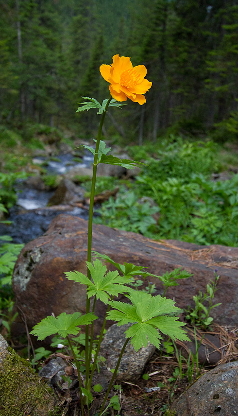 Изображение особи Trollius asiaticus.