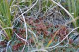 View full-size image Acantholimon tianschanicum