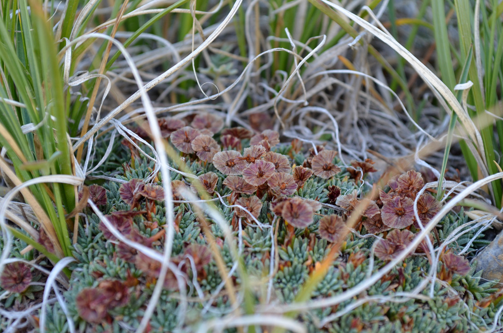 Image of Acantholimon tianschanicum specimen.