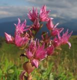 Sedum spurium