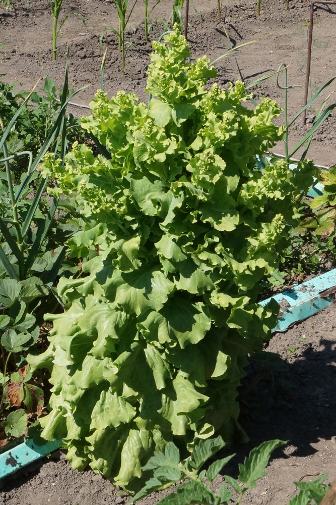 Image of Lactuca sativa specimen.