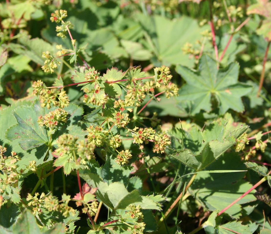 Image of Alchemilla rubens specimen.