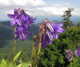 Campanula woronowii