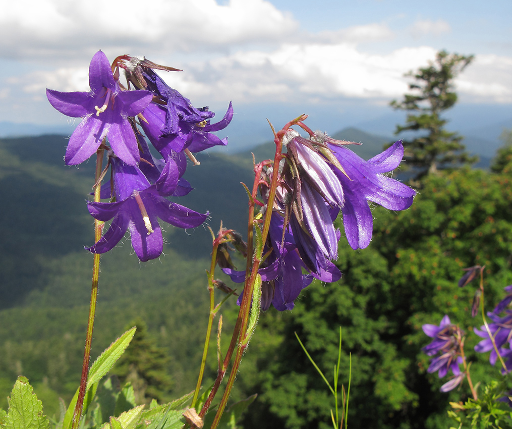 Изображение особи Campanula woronowii.