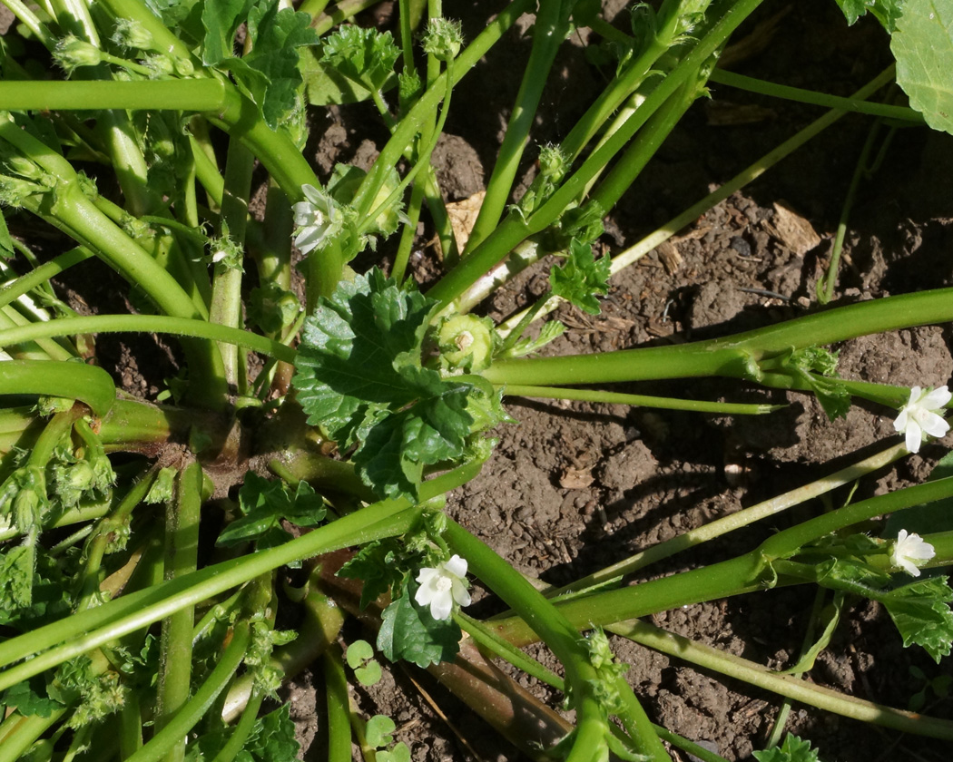 Image of Malva pusilla specimen.