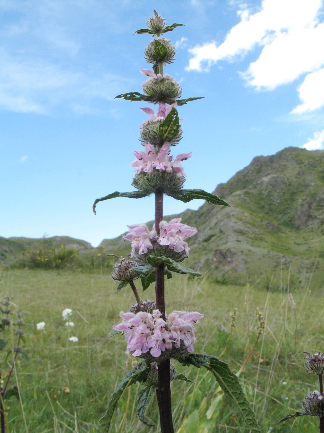 Image of Phlomoides agraria specimen.