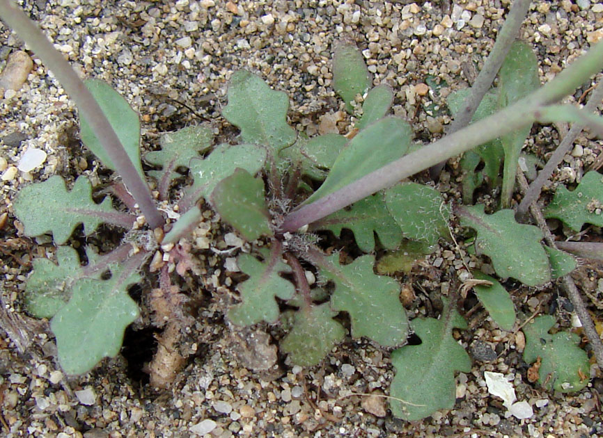 Image of Arabidopsis petraea specimen.