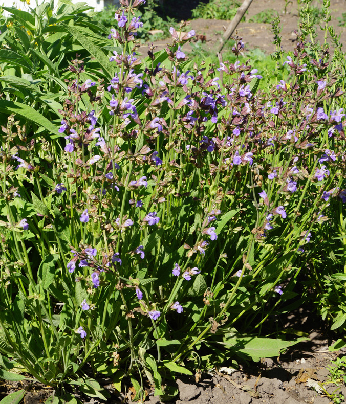 Image of Salvia officinalis specimen.