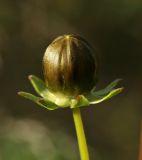 Coreopsis lanceolata. Нераскрывшееся соцветие. Костромская обл., Судиславский р-н, окр. дер. Антипино, насыпь железной дороги. 15.10.2015.