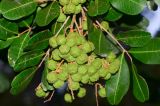 Cupaniopsis anacardioides