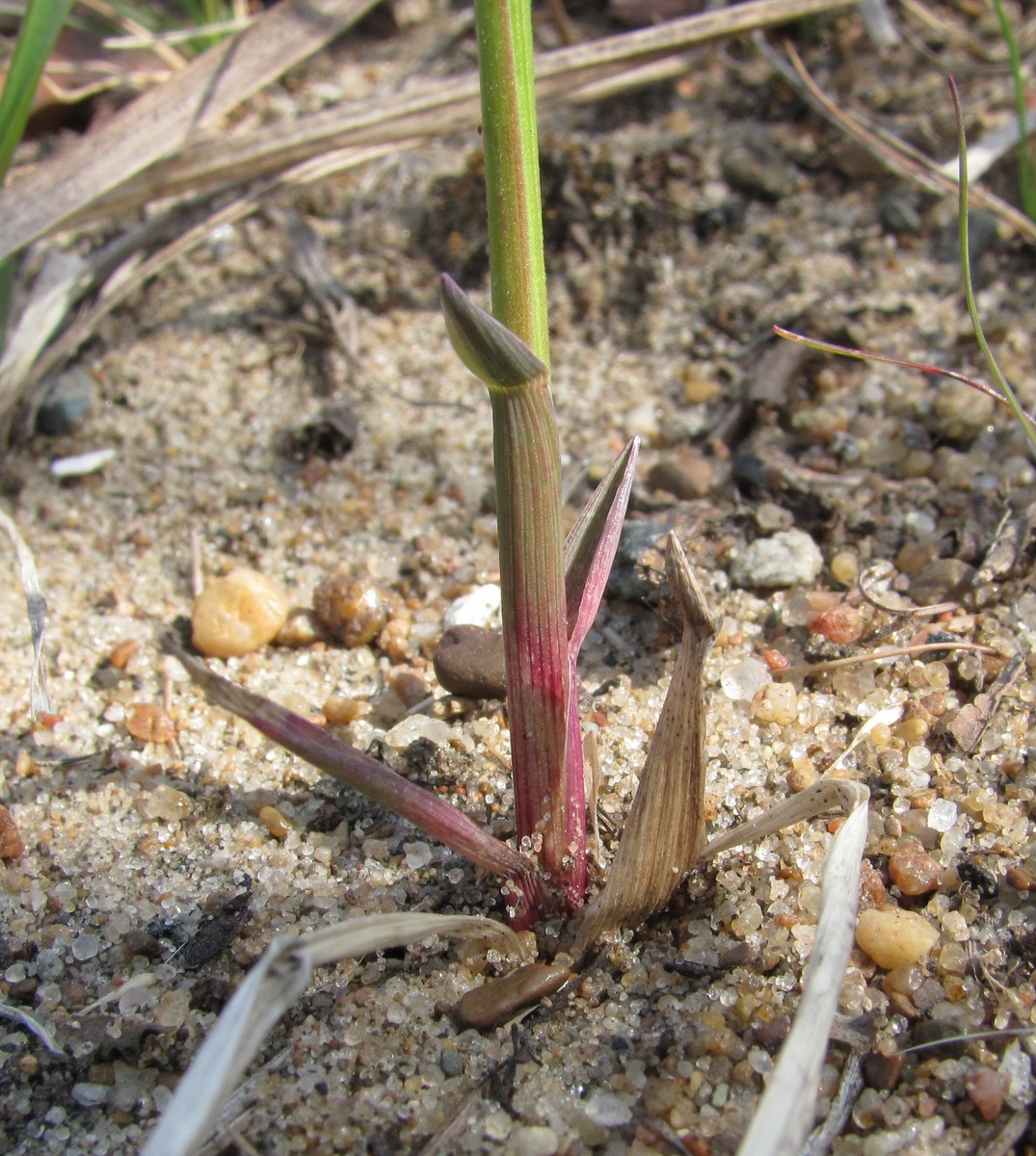Image of Hierochloe arctica specimen.