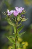 Linum hypericifolium. Верхушка цветущего растения. Адыгея, Майкопский р-н, плато Лаго-Наки, хр. Каменное Море, субальпийский луг. 19.07.2015.