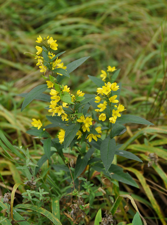 Изображение особи Lysimachia davurica.