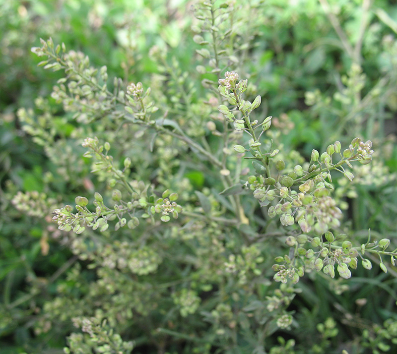 Изображение особи Lepidium ruderale.