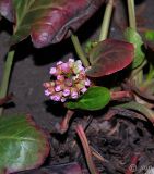 Bergenia crassifolia