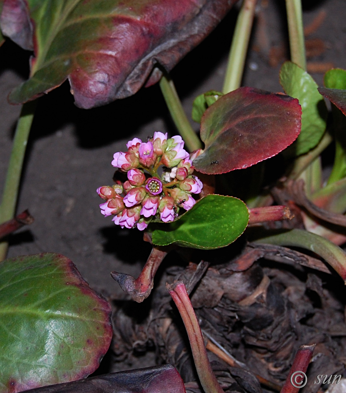 Image of Bergenia crassifolia specimen.